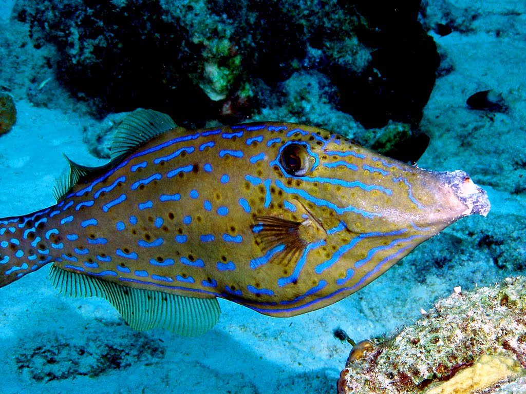 www.islatortugadivers.com-isla-tortuga-divers-koh-tao- Scribbled-Filefish