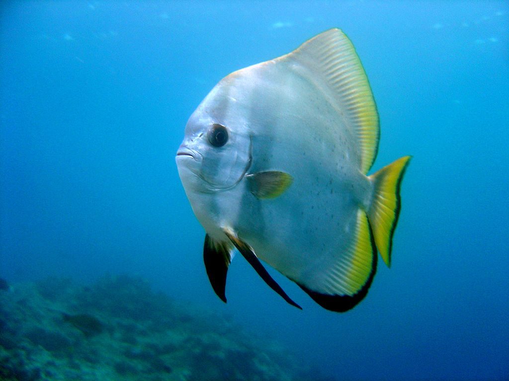 islatortugadivers.com-isla-tortuga-divers-koh-tao- batfish