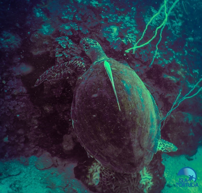 www.islatortugadivers-isla-tortuga-divers-koh-tao-cursos-buceo-español-equipo-ceaining-station-tortuga-blog