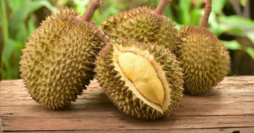 islatortugadivers.com koh tao cursos bueco tailandia padi Durian