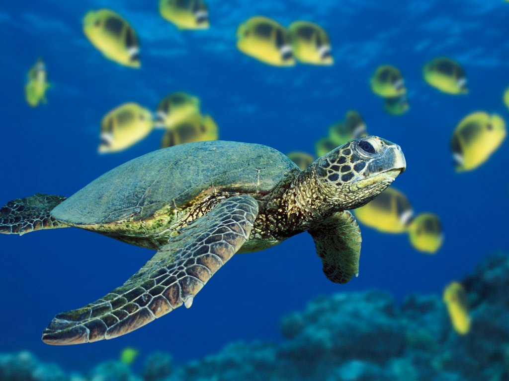 islatortugadivers.com-isla-tortuga-divers-koh-tao-blog-vida-marina
