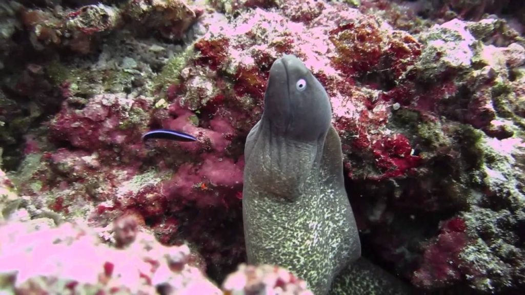 www.islatortugadivers.com-isla-tortuga-divers-koh-tao-eyed-white-morray-eel