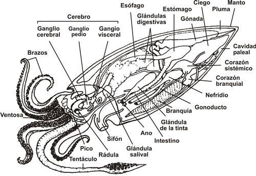 islatortugadivers.com-isla-tortuga-divers-koh-tao-cursos-buceo-en-español-calamar-gigante-2