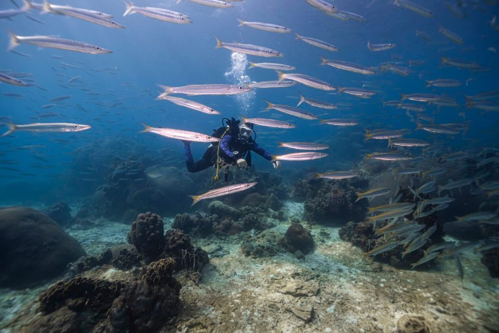 aware fish identification marine conservation Thailand