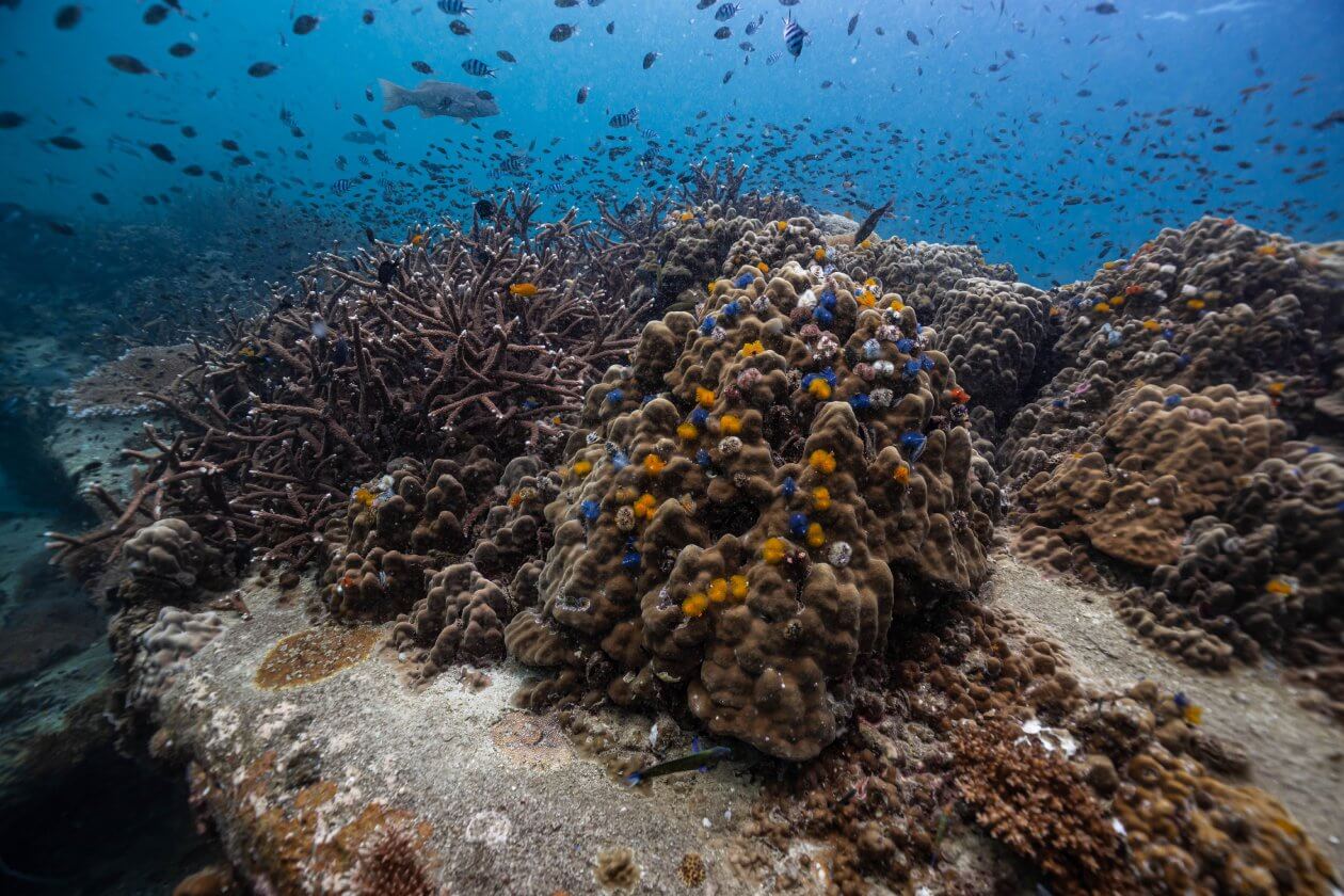 padi coral watch course in Thailand