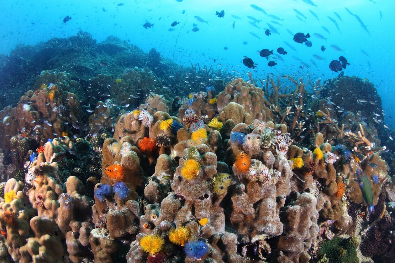 coral watch course koh tao