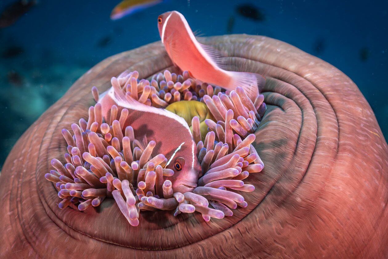 fish identification marine conservation Thailand