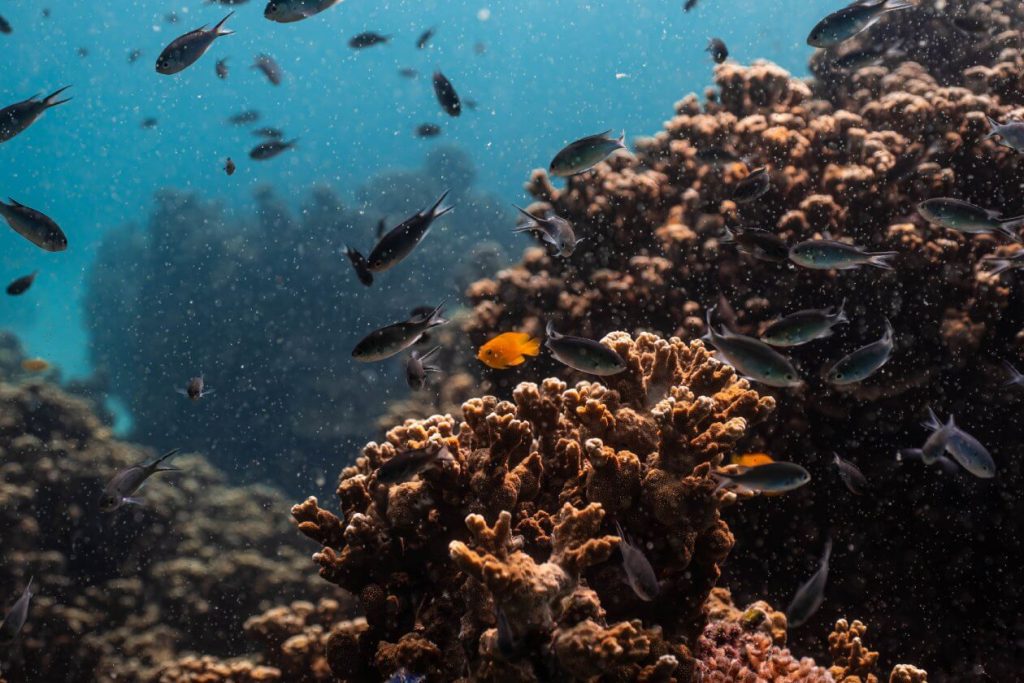 aware fish identification marine conservation Thailand