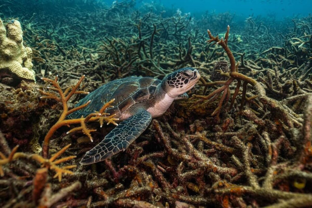 Marine Conservation Internships Koh Tao