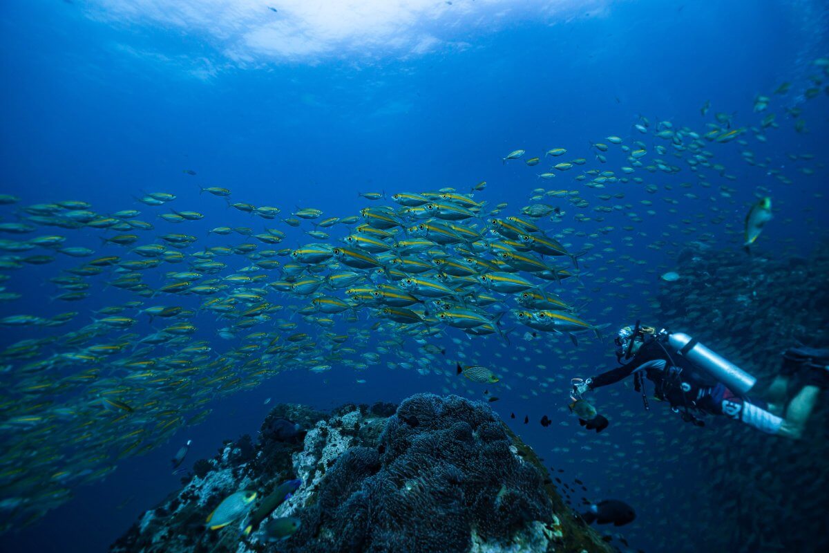 padi advanced open water course in koh tao