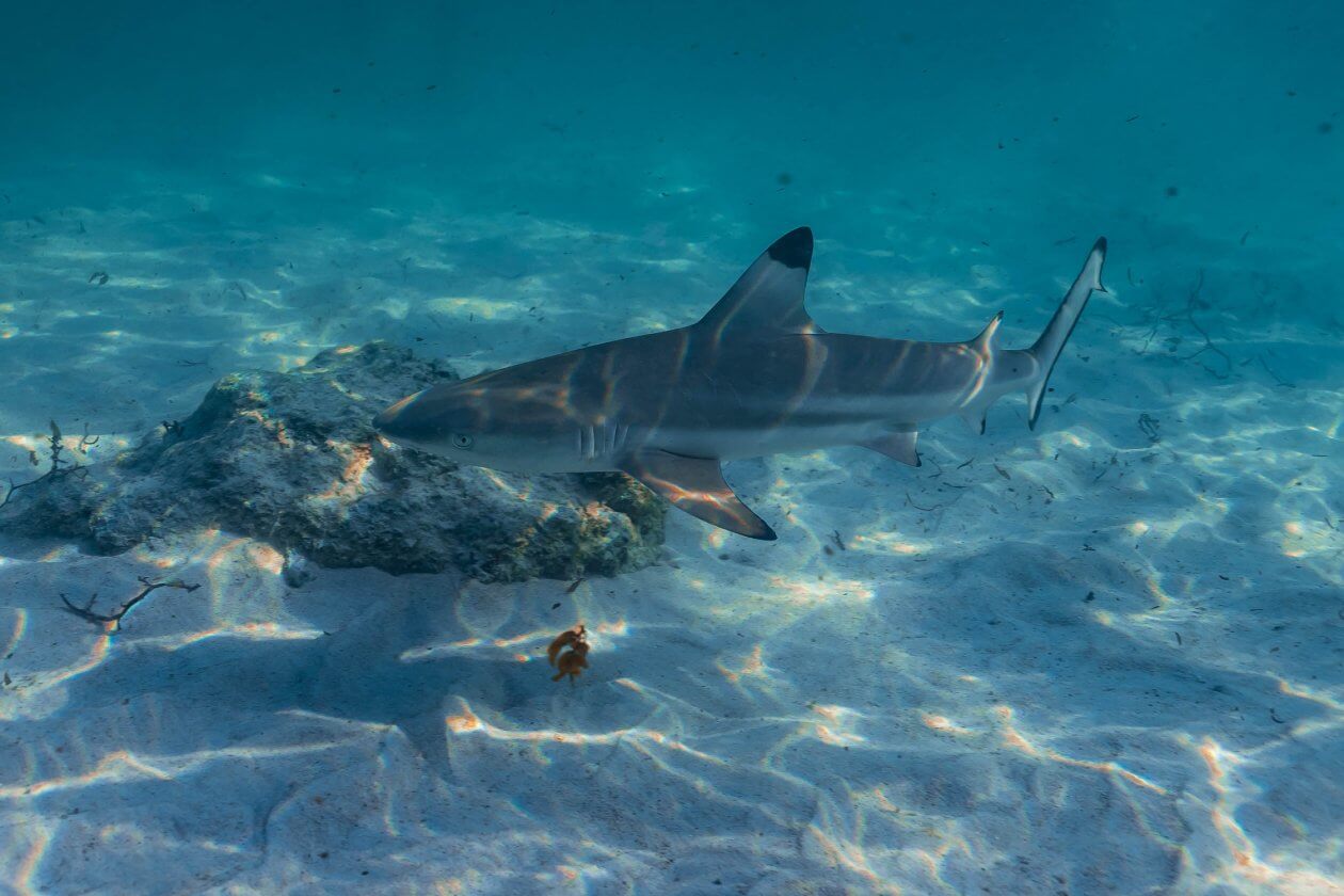 Protegiendo Tiburones