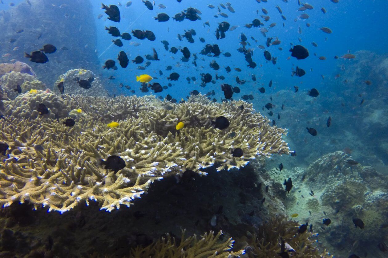 coral watch course koh tao