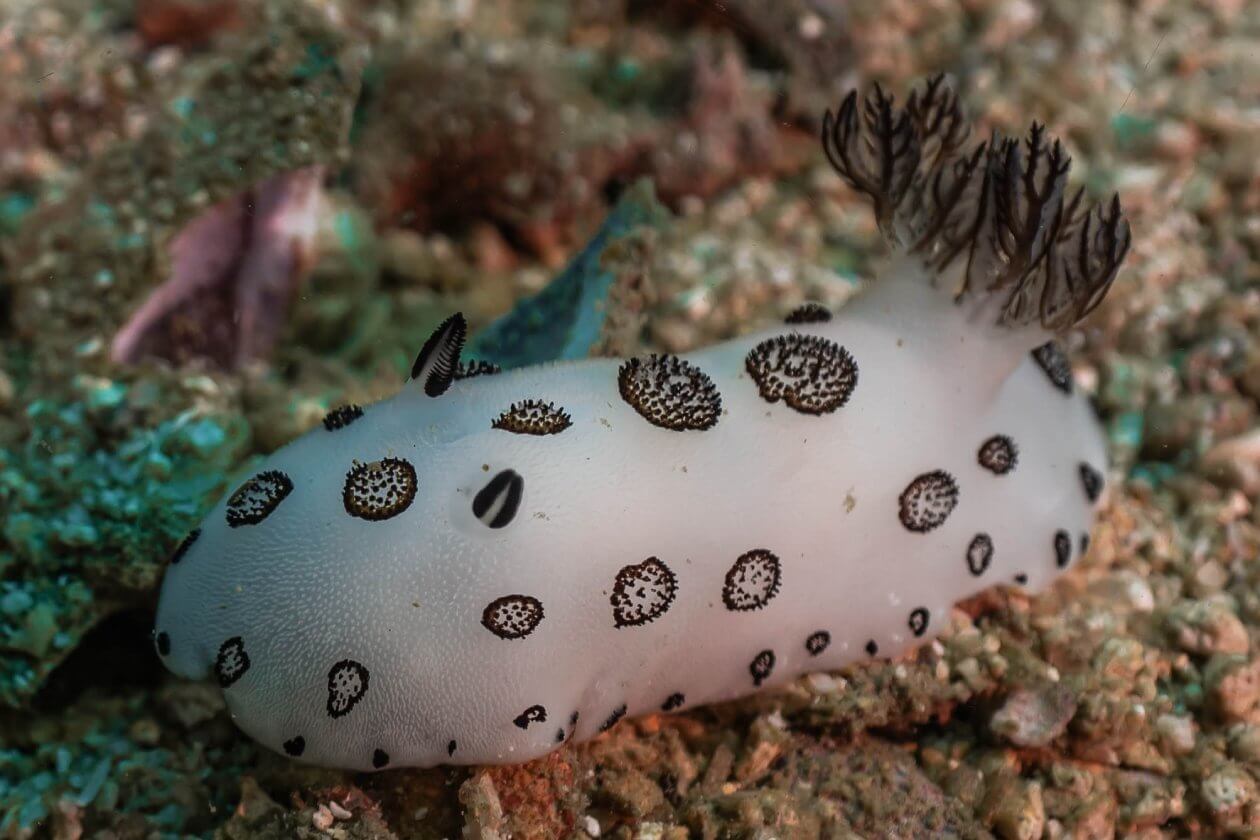 padi underwater naturalist marine conservation koh tao