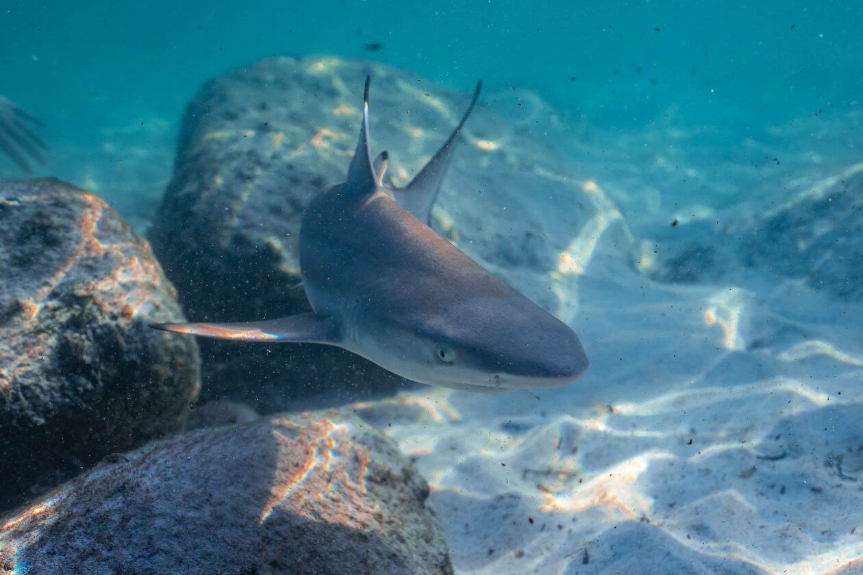underwater naturalist marine conservation Koh Tao