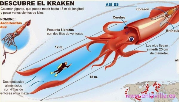 islatortugadivers.com-isla-tortuga-divers-koh-tao-cursos-buceo-en-español-calamar-gigante