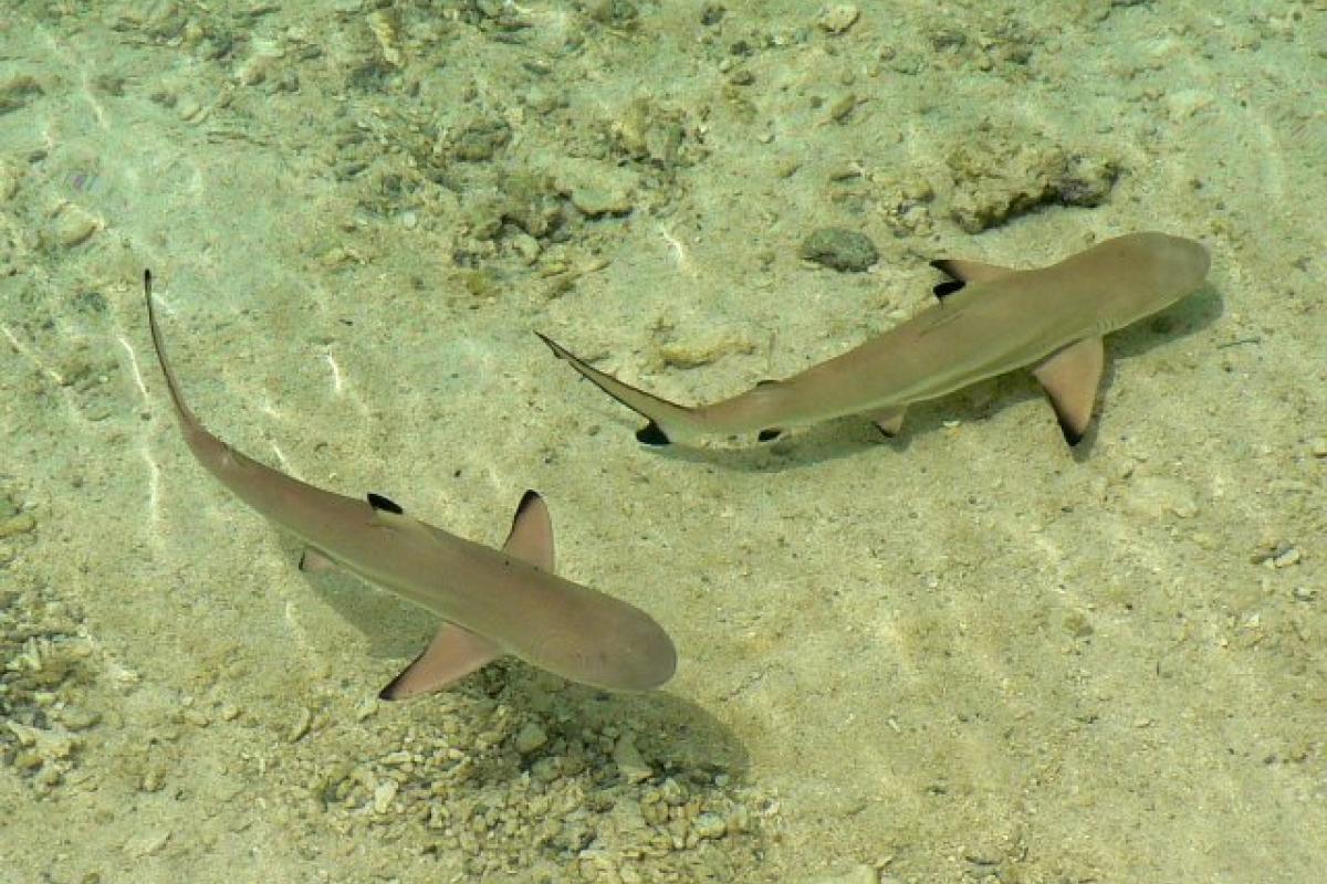 Tiburones de arrecife de punta negra en Koh Tao