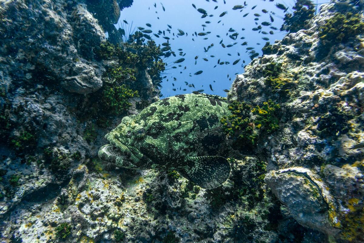 South West Pinnacles Dive Site