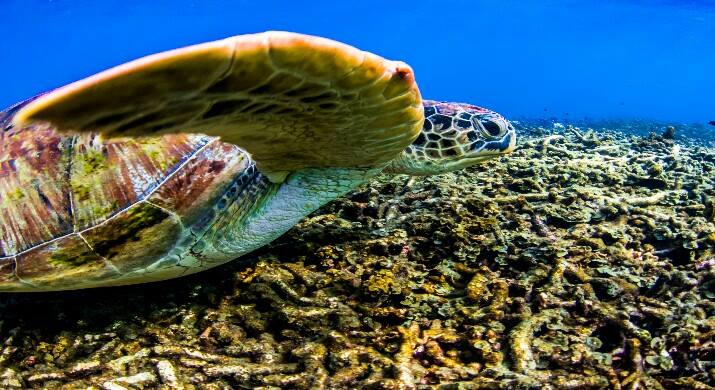 isla-tortuga-divers-koh-tao-cursol-buceo-español (44)