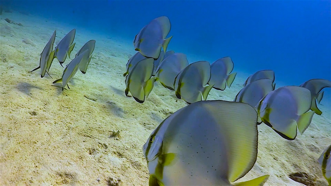 Twins dive site koh tao batfish