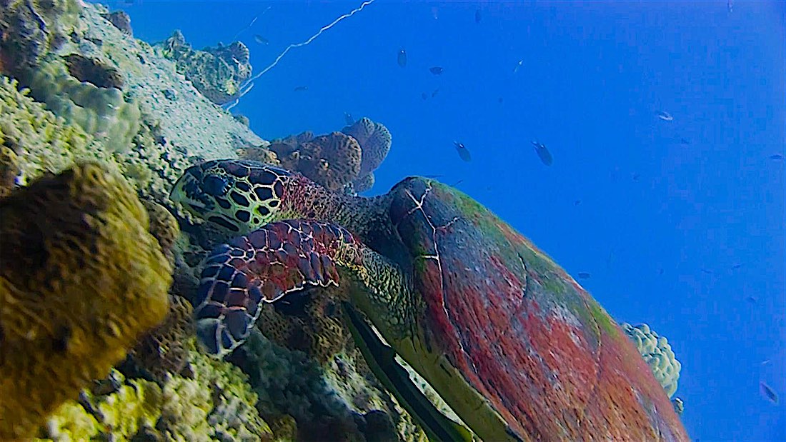Twins sea turtle