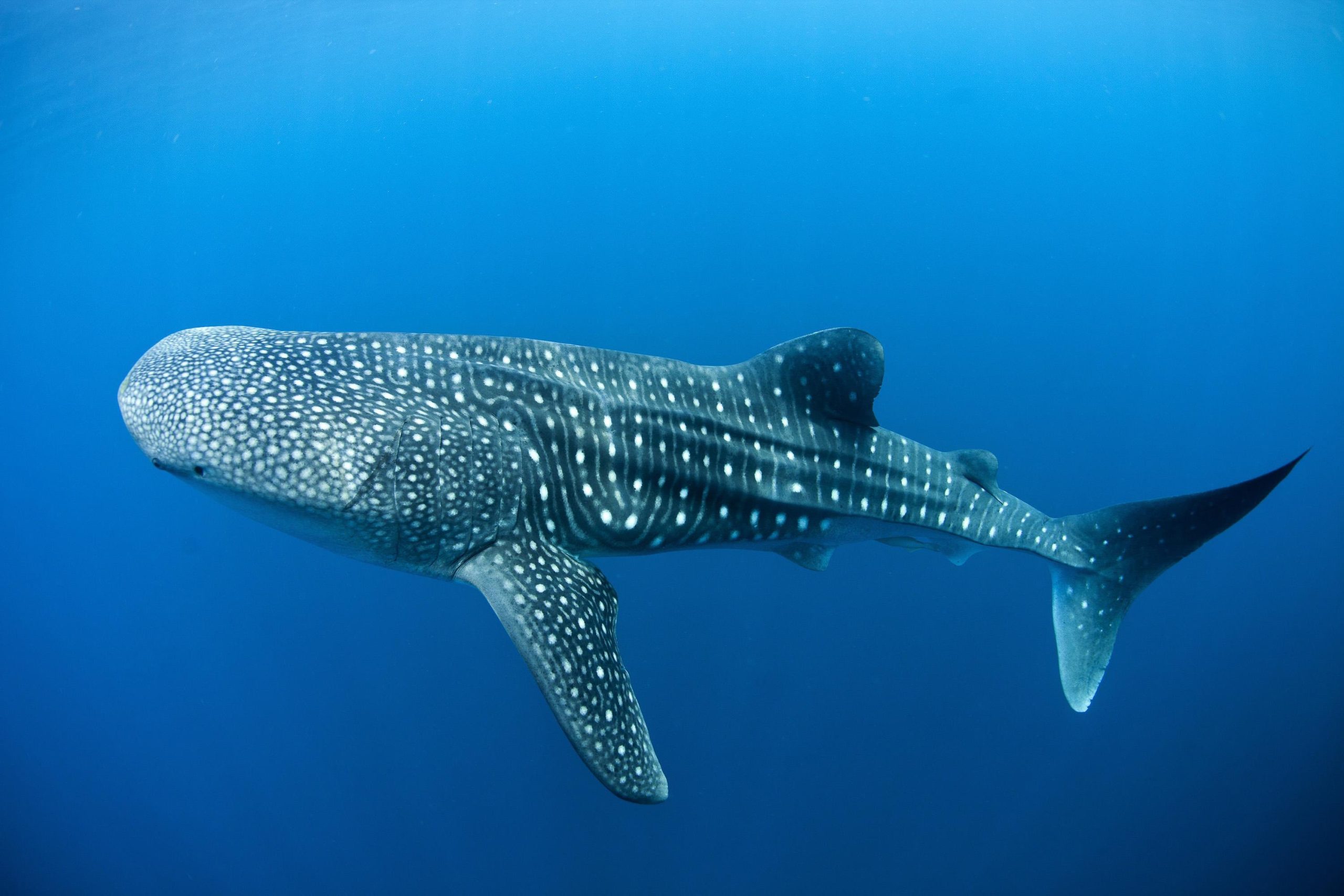 islatortugadivers.com cursos de buceo whaleshark