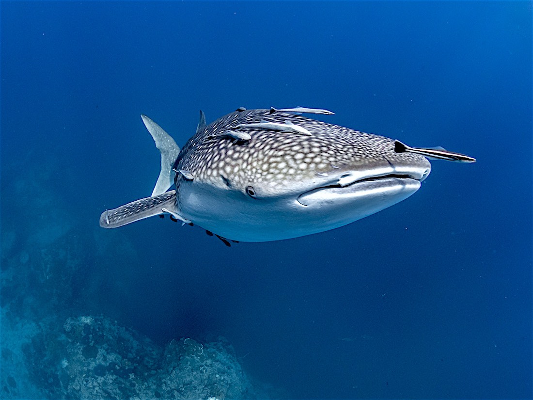 Sail Rock Dive Site - Whaleshark