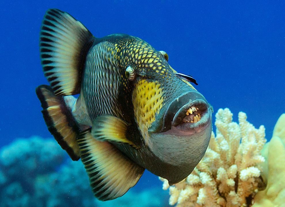 Pez ballesta titán en Koh Tao