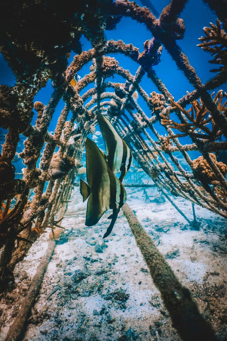 islatortugadivers.com koh tao marcando la diferencia batfish