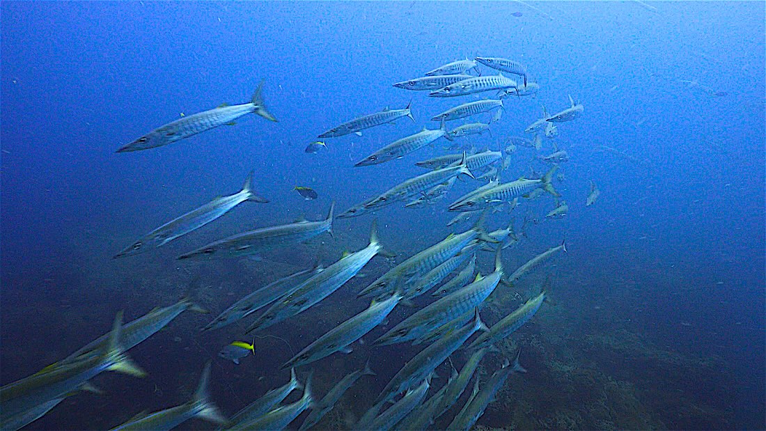 South West Pinnacles Koh Tao