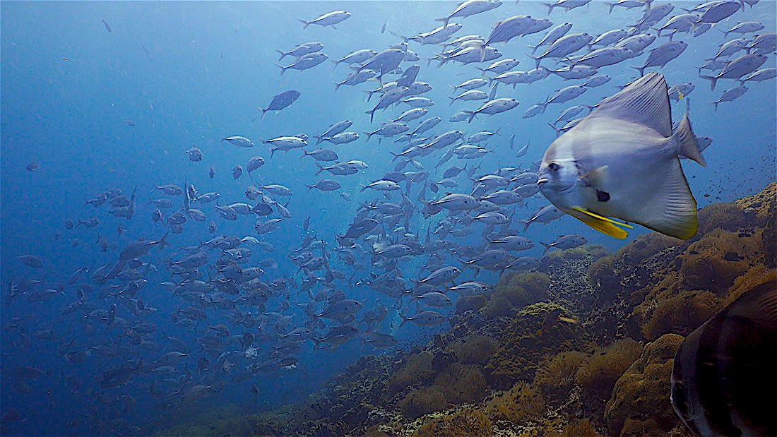 Sail Rock Dive Site - Batfish