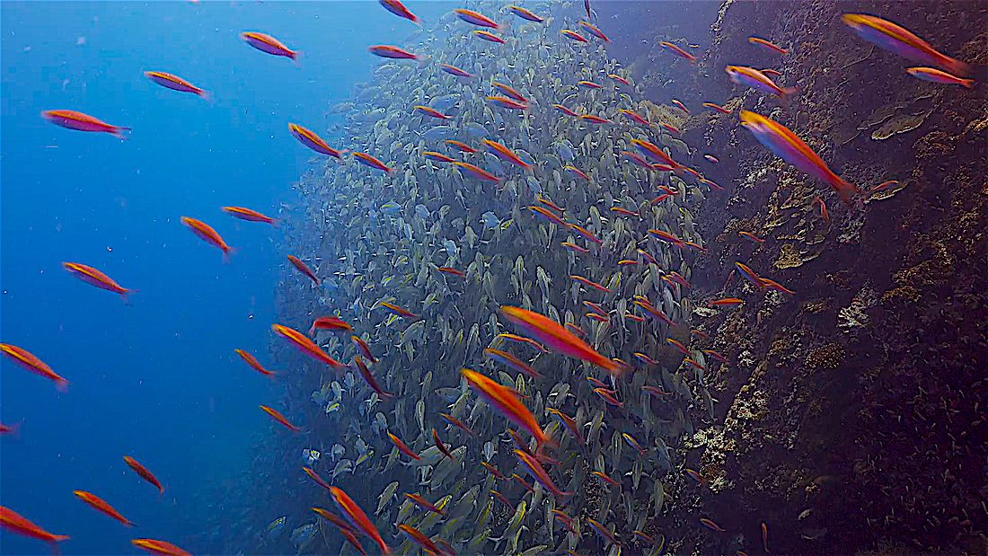 Sail Rock Dive Site Near Koh Tao