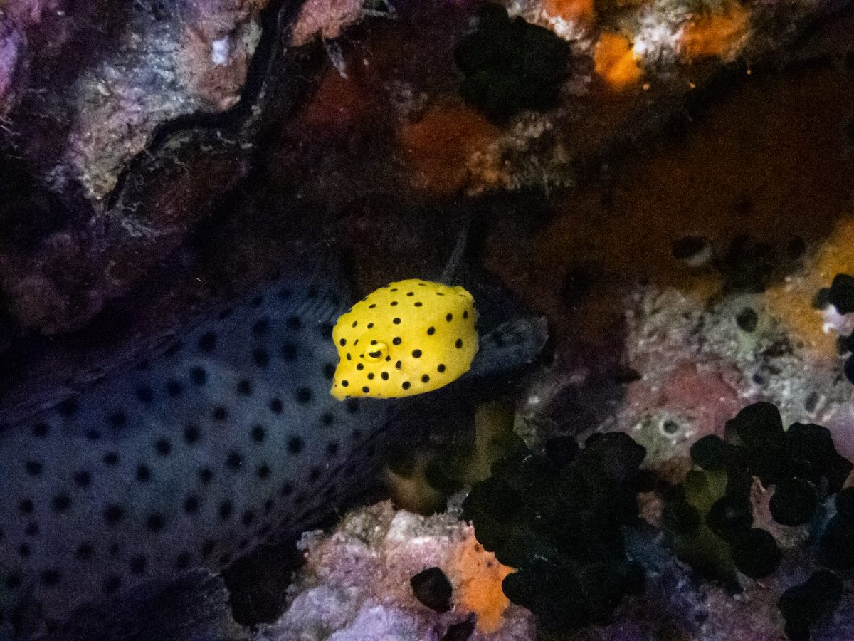 Yellow Boxfish at South West Pinnacles