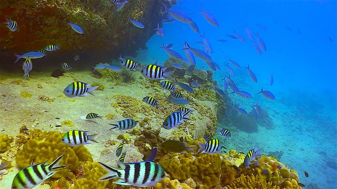Twins Dive Site Koh Tao