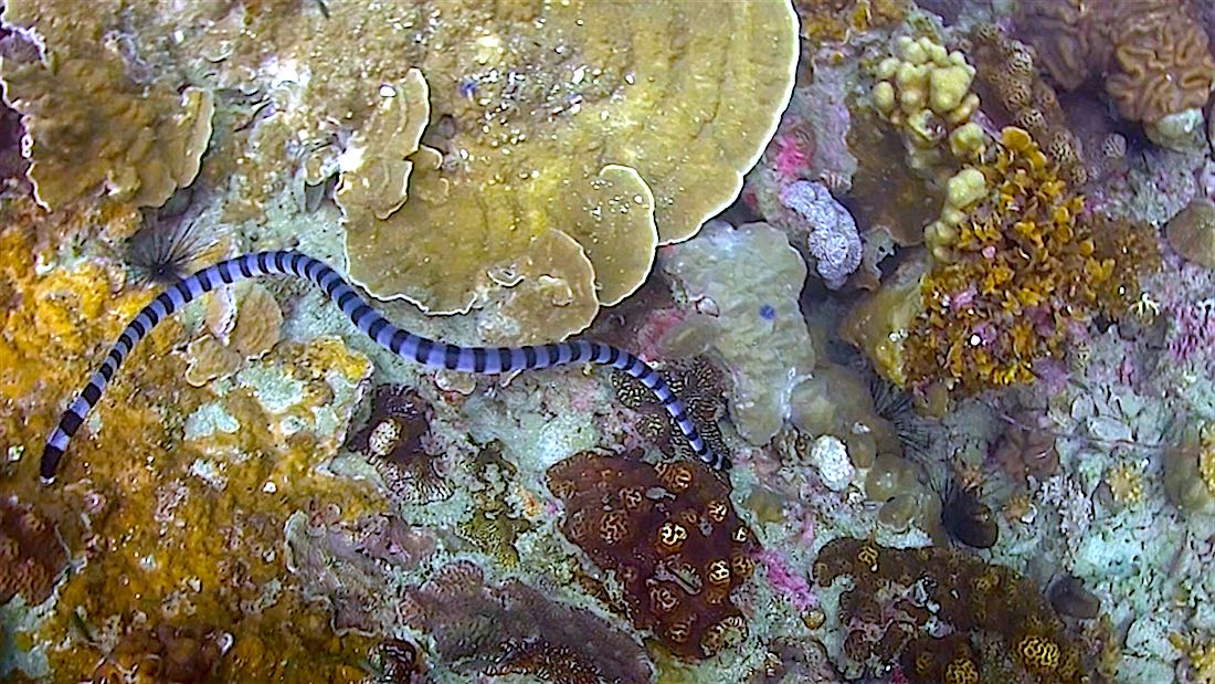 White Rock - Koh Tao in Thailand