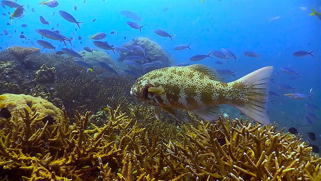 White Rock Dive Site Koh Tao in Thailand