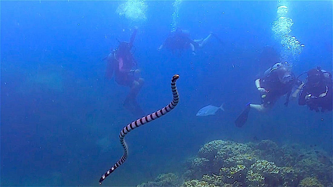 White Rock Koh Tao
