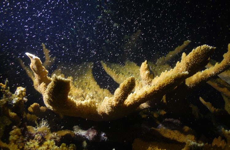 islatortugadivers.com-isla-tortuga-divers-koh-tao-cursos-de-buceo-en-español-luna2