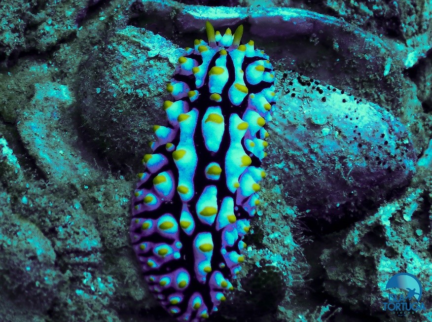 islatortugadivers.com-isla-toertuga-divers-koh-tao-cursos-de-buceo-español-nudi-1
