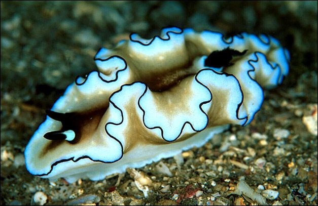 islatortugadivers.com-isla-toertuga-divers-koh-tao-cursos-de-buceo-español-nudi-1