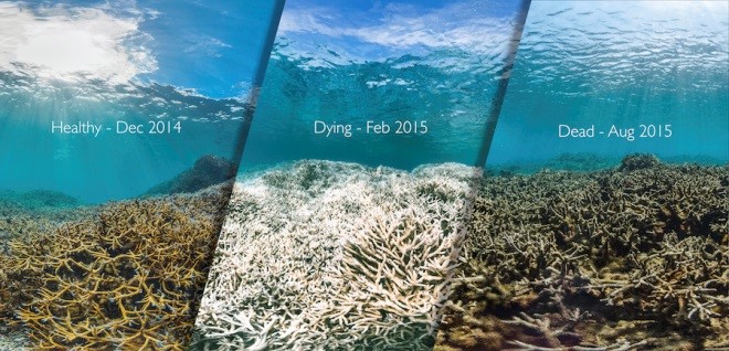 islatortugadivers.com-isla-tortuga-divers-koh-tao-cursos-en-español-corales-bonitos-mundo-muriendo