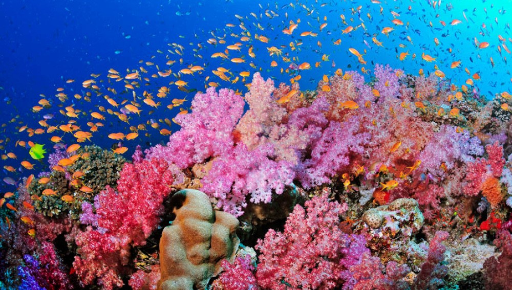 islatortugadivers.com-isla-tortuga-divers-koh-tao-cursos-en-español-corales-bonitos