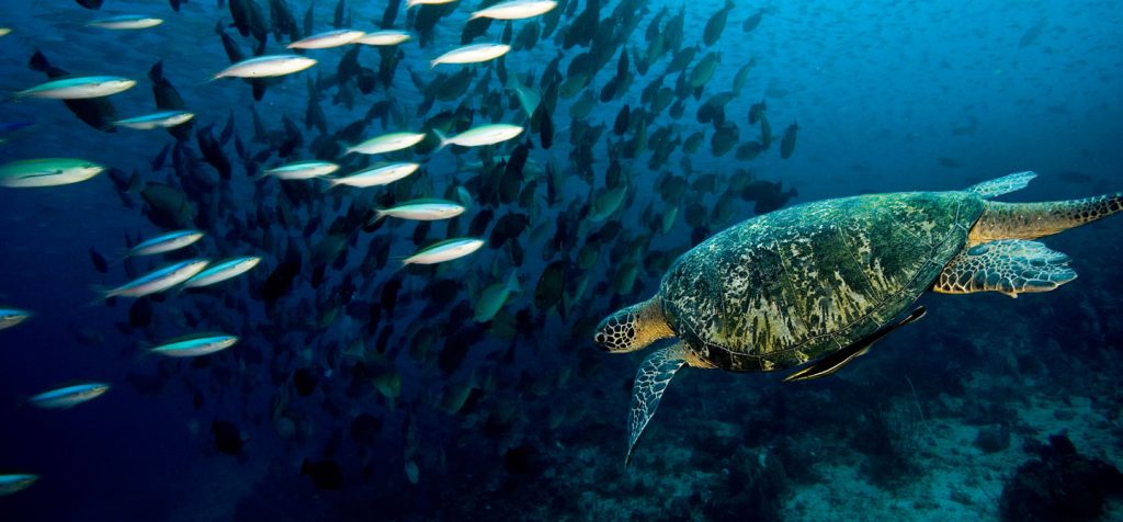 isla-tortuga-diver-koh-tao-fondo-marino