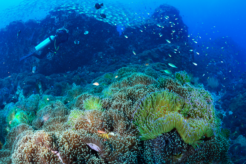 www.islatortugadivers.com-isla-tortuga-divers-koh-tao-SAIL-ROCK-bonito
