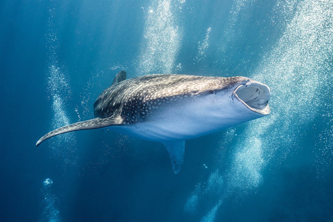 Buceando con tiburones ballena en Koh Tao